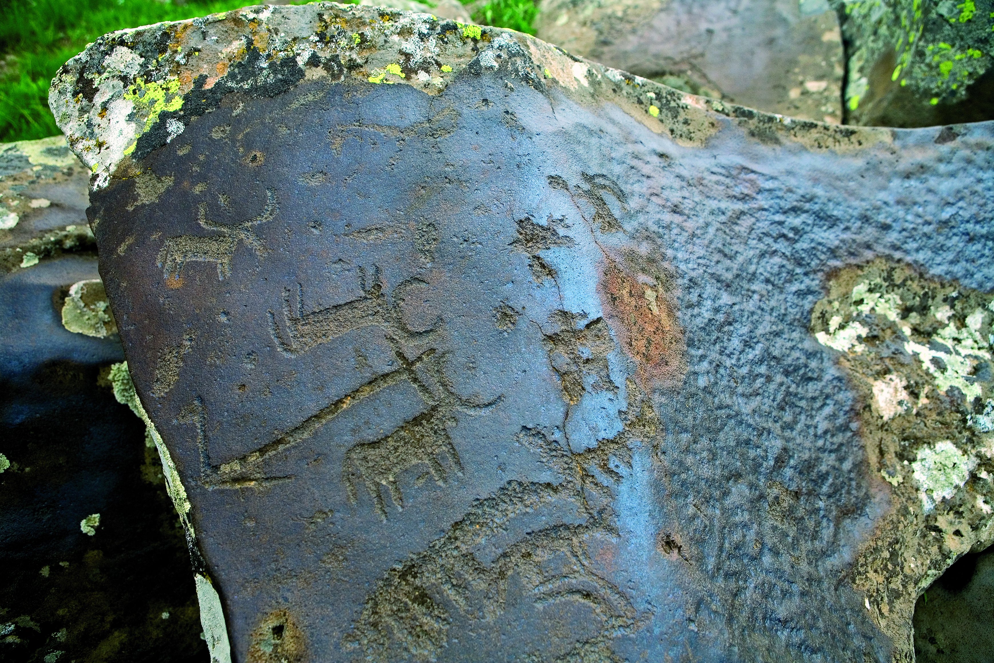 Petroglyph of Bulls on the Slope of Ukhtasar Volcano